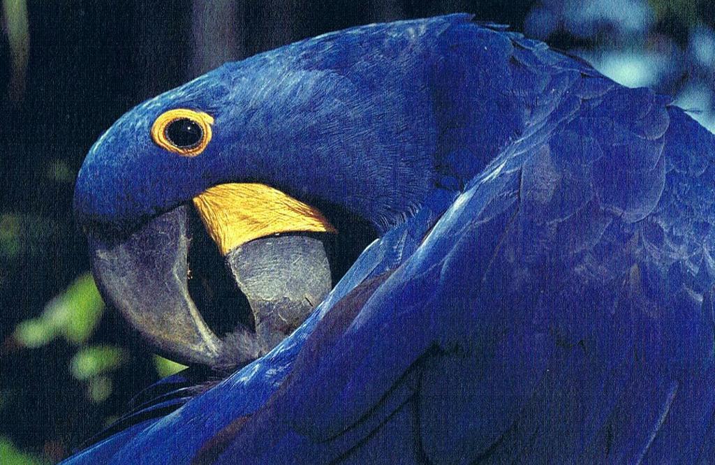Cataguas Brasil Pousada Карранкас Экстерьер фото
